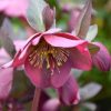 Helleborus Penny's Pink 4.5" - Image 2